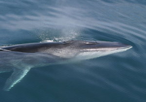 Seismic Location for Whales - Gansbaai Daily News